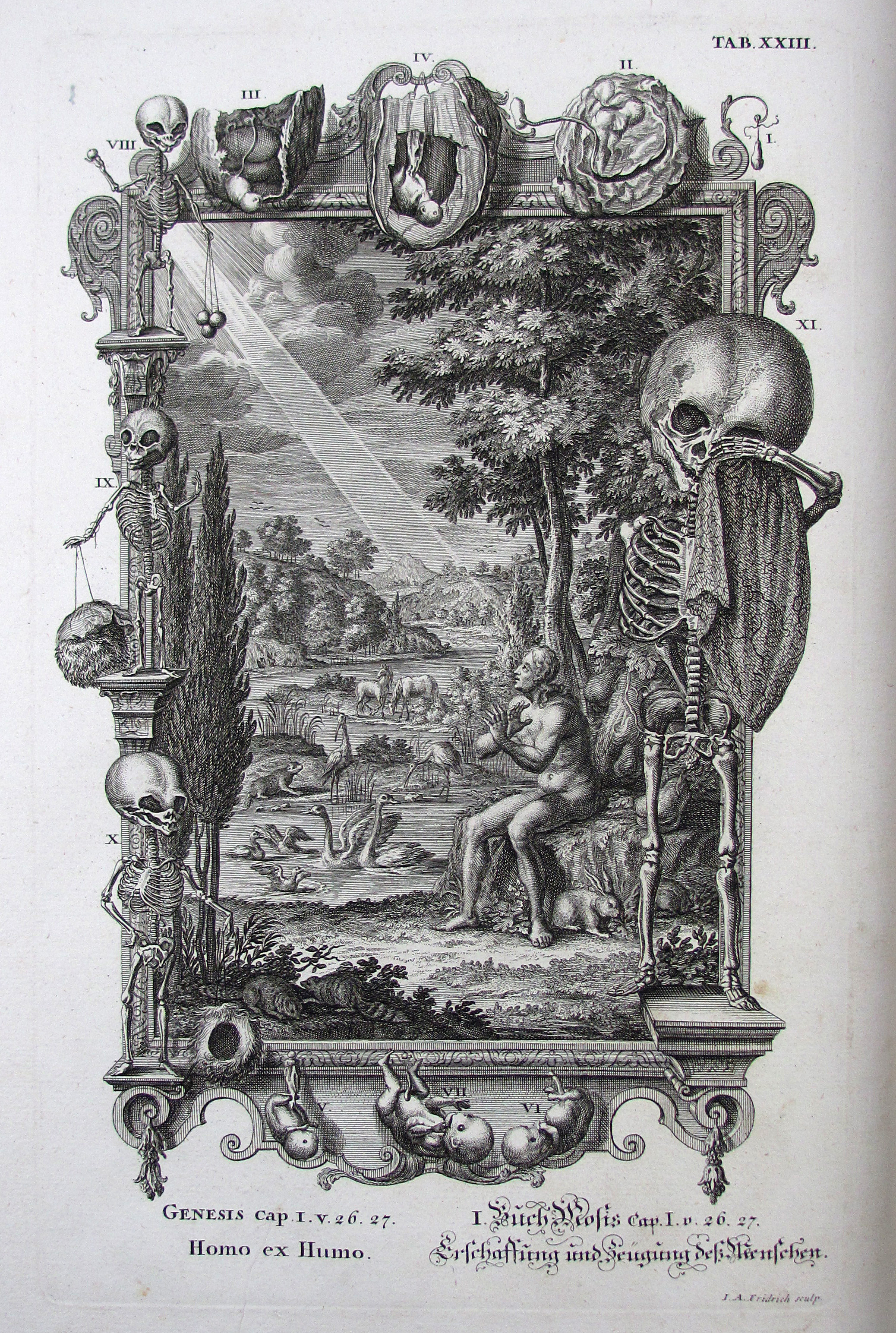 Scheuchzer, Johann Jacob, Kupfer-Bibel, in welcher die Physica sacra, oder geheiligte Natur-Wissenschaft derer in Heil. Schrifft vorkommenden natürlichen Sachen deutlich erklärt und bewährt.