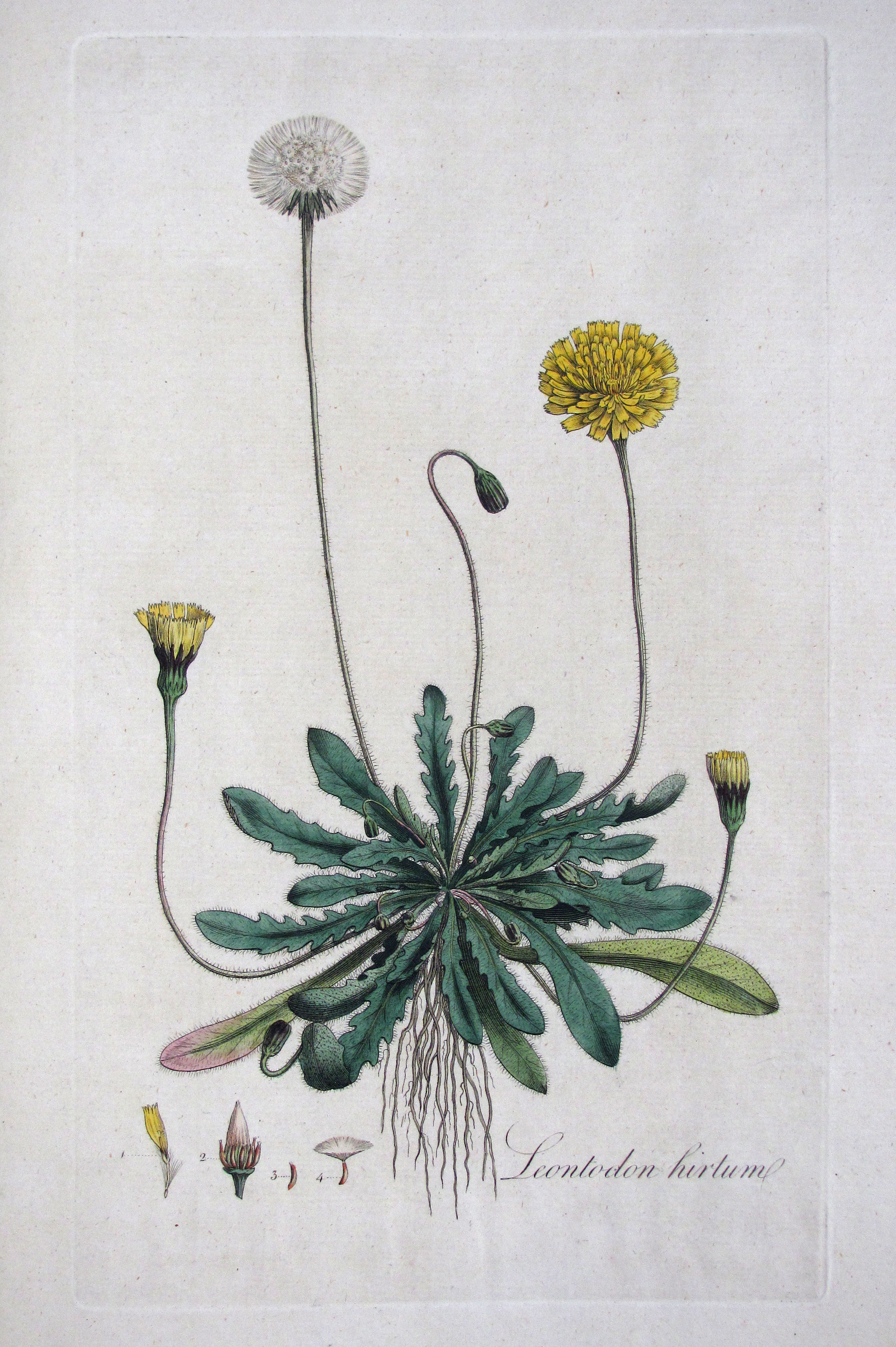 Curtis, William, Flora Londinensis: or, plates and descriptions of such plants as grow wild in the environs of London, with their places of growth, and times of flowering, their several names according to Linnaeus and other authors: with a particular description of each plant in latin and english. To which are added their several uses in medicine, agriculture, rural oeconomy and other arts.