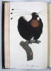Levaillant, Francois, Histoire naturelle des Oiseaux du Paradis et des Rolliers, suivie de celle des Toucans et des Barbus.