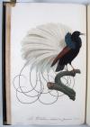 Levaillant, Francois, Histoire naturelle des Oiseaux du Paradis et des Rolliers, suivie de celle des Toucans et des Barbus.