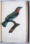 Levaillant, Francois, Histoire naturelle des Oiseaux du Paradis et des Rolliers, suivie de celle des Toucans et des Barbus.