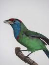 Levaillant, Francois, Histoire naturelle des Oiseaux du Paradis et des Rolliers, suivie de celle des Toucans et des Barbus.