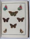 Engramelle, Jacques Louis Florentin, Papillons d’Europe, peints d’après nature (par Jean Jacques Ernst).