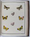 Engramelle, Jacques Louis Florentin, Papillons d’Europe, peints d’après nature (par Jean Jacques Ernst).
