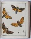 Engramelle, Jacques Louis Florentin, Papillons d’Europe, peints d’après nature (par Jean Jacques Ernst).