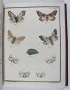 Engramelle, Jacques Louis Florentin, Papillons d’Europe, peints d’après nature (par Jean Jacques Ernst).