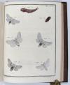 Engramelle, Jacques Louis Florentin, Papillons d’Europe, peints d’après nature (par Jean Jacques Ernst).