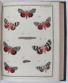 Engramelle, Jacques Louis Florentin, Papillons d’Europe, peints d’après nature (par Jean Jacques Ernst).