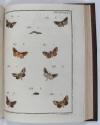 Engramelle, Jacques Louis Florentin, Papillons d’Europe, peints d’après nature (par Jean Jacques Ernst).