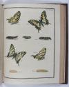 Engramelle, Jacques Louis Florentin, Papillons d’Europe, peints d’après nature (par Jean Jacques Ernst).
