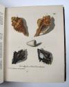 Knorr, Georg Wolfgang, Verlustiging der oogen en van den geest, of verzameling van allerley bekende hoorens en schulpen, die in haar eigen kleuren afgebeeld zyn.