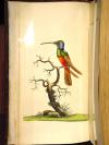 Shaw, G., und F.P. Nodder, The Naturalist’s Miscellany: or coloured figures on Natural Objects drawn and described immediatly from nature.