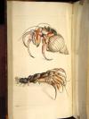Shaw, G., und F.P. Nodder, The Naturalist’s Miscellany: or coloured figures on Natural Objects drawn and described immediatly from nature.
