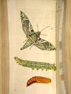 Shaw, G., und F.P. Nodder, The Naturalist’s Miscellany: or coloured figures on Natural Objects drawn and described immediatly from nature.