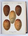 Krause, Georg, Oologia universalis Palaearctica.