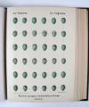 Krause, Georg, Oologia universalis Palaearctica.