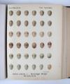 Krause, Georg, Oologia universalis Palaearctica.