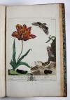 Harris, Moses, (The Aurelian: or, natural history of English Insects.) Le Aurelien: ou, Histoire naturelle des Insects Anglois; mommement, les phalenes et papillons, avec les plantes sur lesquelles ils se nourrissent.
