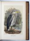Lilford, T.L.P., Coloured Figures of the Birds of the British Islands.