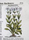 Tabernaemontanus, Jacobus Theodorus, Neu vollkommen Kräuter-Buch, mit schönen, künstlichen Figuren unnd Conterfeyten, aller Gewächs… auch deren… Underscheid und Würckung, sampt ihren Nahmen in mancherley Sprachen… Erstlich durch Casparum Bauhinum… zum Andern durch Hieronymum Bauhinum… vermehret. Und nun zum vierdten mahl ausfs fleisigst  übersehen…. und zu… Vollkommenheit gebracht.