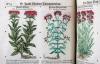 Tabernaemontanus, Jacobus Theodorus, Neu vollkommen Kräuter-Buch, mit schönen, künstlichen Figuren unnd Conterfeyten, aller Gewächs… auch deren… Underscheid und Würckung, sampt ihren Nahmen in mancherley Sprachen… Erstlich durch Casparum Bauhinum… zum Andern durch Hieronymum Bauhinum… vermehret. Und nun zum vierdten mahl ausfs fleisigst  übersehen…. und zu… Vollkommenheit gebracht.