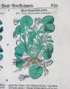 Tabernaemontanus, Jacobus Theodorus, Neu vollkommen Kräuter-Buch, mit schönen, künstlichen Figuren unnd Conterfeyten, aller Gewächs… auch deren… Underscheid und Würckung, sampt ihren Nahmen in mancherley Sprachen… Erstlich durch Casparum Bauhinum… zum Andern durch Hieronymum Bauhinum… vermehret. Und nun zum vierdten mahl ausfs fleisigst  übersehen…. und zu… Vollkommenheit gebracht.