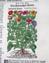 Tabernaemontanus, Jacobus Theodorus, Neu vollkommen Kräuter-Buch, mit schönen, künstlichen Figuren unnd Conterfeyten, aller Gewächs… auch deren… Underscheid und Würckung, sampt ihren Nahmen in mancherley Sprachen… Erstlich durch Casparum Bauhinum… zum Andern durch Hieronymum Bauhinum… vermehret. Und nun zum vierdten mahl ausfs fleisigst  übersehen…. und zu… Vollkommenheit gebracht.