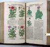 Tabernaemontanus, Jacobus Theodorus, Neu vollkommen Kräuter-Buch, mit schönen, künstlichen Figuren unnd Conterfeyten, aller Gewächs… auch deren… Underscheid und Würckung, sampt ihren Nahmen in mancherley Sprachen… Erstlich durch Casparum Bauhinum… zum Andern durch Hieronymum Bauhinum… vermehret. Und nun zum vierdten mahl ausfs fleisigst  übersehen…. und zu… Vollkommenheit gebracht.