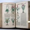 Tabernaemontanus, Jacobus Theodorus, Neu vollkommen Kräuter-Buch, mit schönen, künstlichen Figuren unnd Conterfeyten, aller Gewächs… auch deren… Underscheid und Würckung, sampt ihren Nahmen in mancherley Sprachen… Erstlich durch Casparum Bauhinum… zum Andern durch Hieronymum Bauhinum… vermehret. Und nun zum vierdten mahl ausfs fleisigst  übersehen…. und zu… Vollkommenheit gebracht.