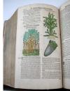 Tabernaemontanus, Jacobus Theodorus, Neu vollkommen Kräuter-Buch, mit schönen, künstlichen Figuren unnd Conterfeyten, aller Gewächs… auch deren… Underscheid und Würckung, sampt ihren Nahmen in mancherley Sprachen… Erstlich durch Casparum Bauhinum… zum Andern durch Hieronymum Bauhinum… vermehret. Und nun zum vierdten mahl ausfs fleisigst  übersehen…. und zu… Vollkommenheit gebracht.