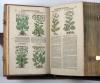 Tabernaemontanus, Jacobus Theodorus, Neu vollkommen Kräuter-Buch, mit schönen, künstlichen Figuren unnd Conterfeyten, aller Gewächs… auch deren… Underscheid und Würckung, sampt ihren Nahmen in mancherley Sprachen… Erstlich durch Casparum Bauhinum… zum Andern durch Hieronymum Bauhinum… vermehret. Und nun zum vierdten mahl ausfs fleisigst  übersehen…. und zu… Vollkommenheit gebracht.