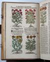 Tabernaemontanus, Jacobus Theodorus, Neu vollkommen Kräuter-Buch, mit schönen, künstlichen Figuren unnd Conterfeyten, aller Gewächs… auch deren… Underscheid und Würckung, sampt ihren Nahmen in mancherley Sprachen… Erstlich durch Casparum Bauhinum… zum Andern durch Hieronymum Bauhinum… vermehret. Und nun zum vierdten mahl ausfs fleisigst  übersehen…. und zu… Vollkommenheit gebracht.