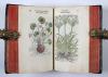 Fuchs, Leonhart, Primi de stirpium historia commentariorum tomi vivae imagines, in exiguam angustioremque formam contractae…