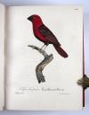 Vieillot, Louis Jean Pierre und Paul Louis Oudart, La Galerie des oiseaux, dédiée à son altesse royale Madame, Duchesse de Berri.