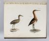 De Kay, J.E., Natural history of New York. Part II: Birds.