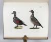 De Kay, J.E., Natural history of New York. Part II: Birds.