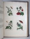 Merian, Maria Sibylla, 2 Werke in 1 Band: De Europische Insecten. / Over de… Surinaemsche Insecten. I.: De Europische Insecten. In’t Frans beschreeven door J. Marret en in’t Nederduits vertaalt. Hier is nog bygevoegt een naawkeurige Beschryving van de Planten, in dit Werk voorkomende. Amsterdam, J.F. Bernard, 1730.