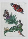 Merian, Maria Sibylla, 2 Werke in 1 Band: De Europische Insecten. / Over de… Surinaemsche Insecten. I.: De Europische Insecten. In’t Frans beschreeven door J. Marret en in’t Nederduits vertaalt. Hier is nog bygevoegt een naawkeurige Beschryving van de Planten, in dit Werk voorkomende. Amsterdam, J.F. Bernard, 1730.