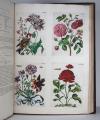 Merian, Maria Sibylla, 2 Werke in 1 Band: De Europische Insecten. / Over de… Surinaemsche Insecten. I.: De Europische Insecten. In’t Frans beschreeven door J. Marret en in’t Nederduits vertaalt. Hier is nog bygevoegt een naawkeurige Beschryving van de Planten, in dit Werk voorkomende. Amsterdam, J.F. Bernard, 1730.