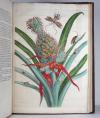 Merian, Maria Sibylla, 2 Werke in 1 Band: De Europische Insecten. / Over de… Surinaemsche Insecten. I.: De Europische Insecten. In’t Frans beschreeven door J. Marret en in’t Nederduits vertaalt. Hier is nog bygevoegt een naawkeurige Beschryving van de Planten, in dit Werk voorkomende. Amsterdam, J.F. Bernard, 1730.