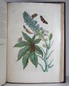 Merian, Maria Sibylla, 2 Werke in 1 Band: De Europische Insecten. / Over de… Surinaemsche Insecten. I.: De Europische Insecten. In’t Frans beschreeven door J. Marret en in’t Nederduits vertaalt. Hier is nog bygevoegt een naawkeurige Beschryving van de Planten, in dit Werk voorkomende. Amsterdam, J.F. Bernard, 1730.