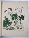 Harris, Moses, L’Aurelien, ou Histoire Naturelle des Chenilles, Chrysalides, Phalenes et Papillons Anglois avec les plantes dont ils se nourissent.