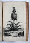 Munting, Abraham, Phytographia curiosa, exhibens arborum, fructicum, herbarum &amp; florum icones.