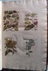 Merian, Maria Sibylla, De Europische Insecten. In’t Frans beschreeven door J. Marret en in’t Nederduits vertaalt. Hier is nog bygevoegt een naawkeurige Beschryving van de Planten, in dit Werk voorkomende.