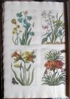 Merian, Maria Sibylla, De Europische Insecten. In’t Frans beschreeven door J. Marret en in’t Nederduits vertaalt. Hier is nog bygevoegt een naawkeurige Beschryving van de Planten, in dit Werk voorkomende.