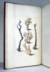 Knorr, Georg Wolfgang, Deliciae naturae selectae, oder auserlesenes Naturalien-Cabinet, welches aus den drey Reichen der Natur zeiget, was von curiösen Liebhabern aufbehalten und gesammlet zu werden verdienet… beschrieben von P.L.S. Müller und in das Franz. übers. von M. Verdier de la Blaquière.