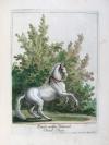 Ridinger, Johann Elias, Vorstellung der Pferde nach ihren Hauptfarben, und derselben verschiedenen Abtheilungen/Description du Cheval.
