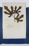 Anonym Herbarium.