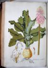 Jacquin, Nikolaus Joseph von, Plantarum rariorum horti Caesarei Schoenbrunnensis descriptiones et icones.