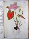 Jacquin, Nikolaus Joseph von, Plantarum rariorum horti Caesarei Schoenbrunnensis descriptiones et icones.